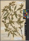 Foto von Salix alba L. x Salix fragilis L.